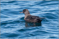 sooty shearwater