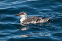 common murre