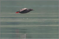 pigeon guillemot