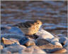 Wagtails & Pipits