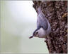 Chickadees & Nuthatches