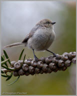 Bushtit