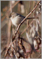 Bushtit