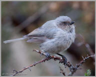 Bushtit