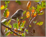 Bushtit