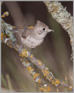 Oak Titmouse