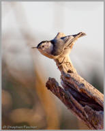 White-breasted Nuthatch