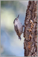 White-breasted Nuthatch