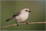 Bushtit