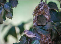 Bushtit and its nest