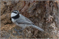 Mountain chickadee