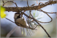 Mountain chickadee