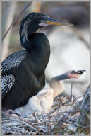 Anhinga