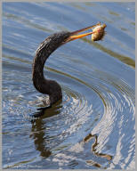 Anhinga fishing