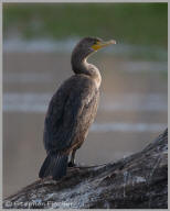 Double-crested Cormorant