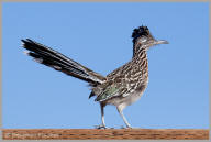 Greater roadrunner