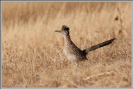 Greater roadrunner