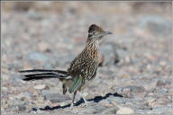 Greater roadrunner