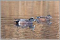 American Wigeon