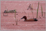 Cinnamon Teal