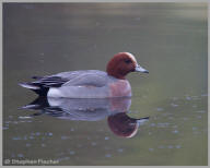 Eurasian Wigeon