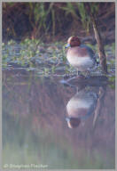 Eurasian Wigeon