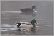 Mallard duck