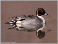 Northern Pintail