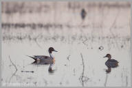 Northern Pintail