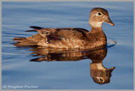 Wood Duck