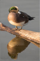 american wigeon