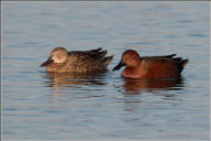 Cinnamon teal