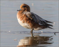 eurasian wigeon