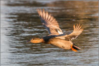 gadwall