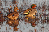 green-winged teal