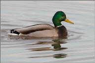 Mallard