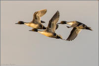 northern pintail