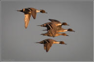 Northern pintail