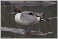 Northern pintail