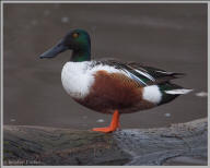 Northern shoveler