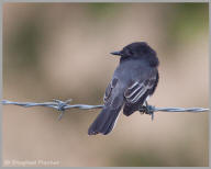 Black Phoebe