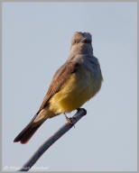 Western Kingbird