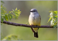 Western kingbird