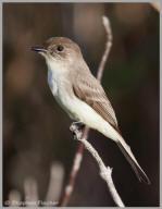 Willow Flycatcher