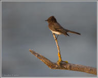 Black phoebe