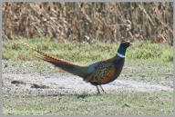 Ring-necked pheasant