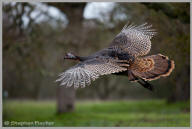 Wild turkey in flight