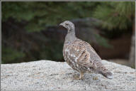 Blue grouse