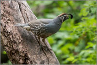 california quail