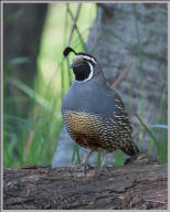 California quail